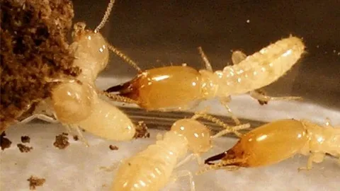 رش النمل الأبيض بالرياض