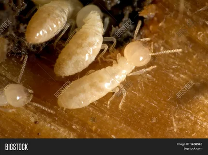 شركة مكافحة حشرات بالرياض 0508137551 شركة مكافحة حشرات بالرياض