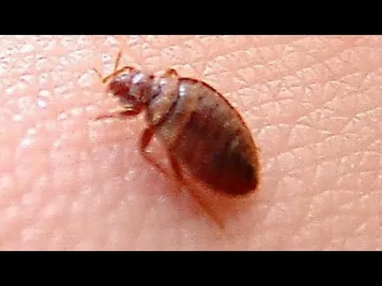 رش بق الفراش بالرياض