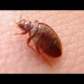 رش بق الفراش بالرياض