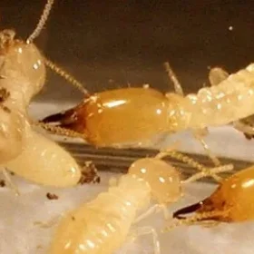 رش النمل الأبيض بالرياض