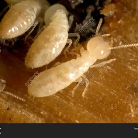 شركة مكافحة حشرات بالرياض