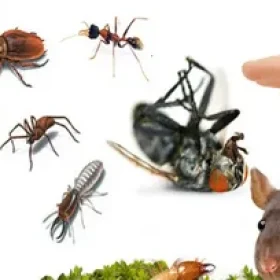 رش الحشرات بالرياض